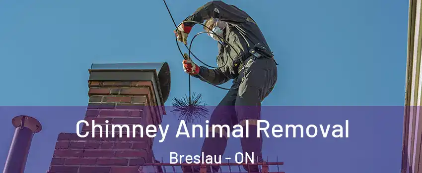 Chimney Animal Removal Breslau - ON