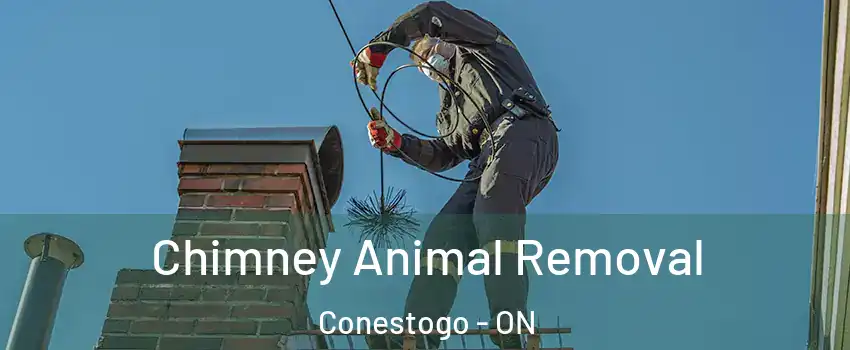 Chimney Animal Removal Conestogo - ON