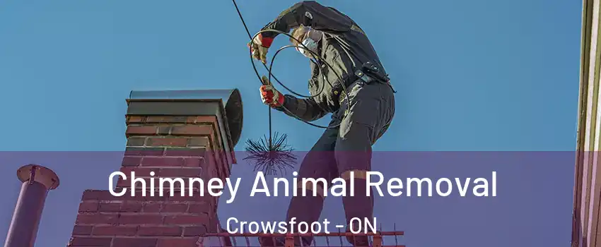 Chimney Animal Removal Crowsfoot - ON
