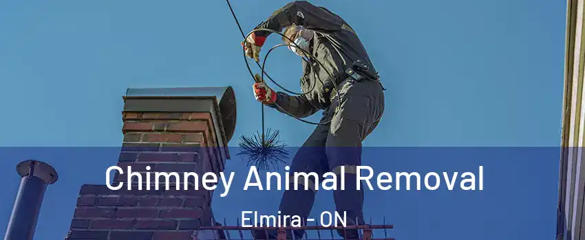 Chimney Animal Removal Elmira - ON