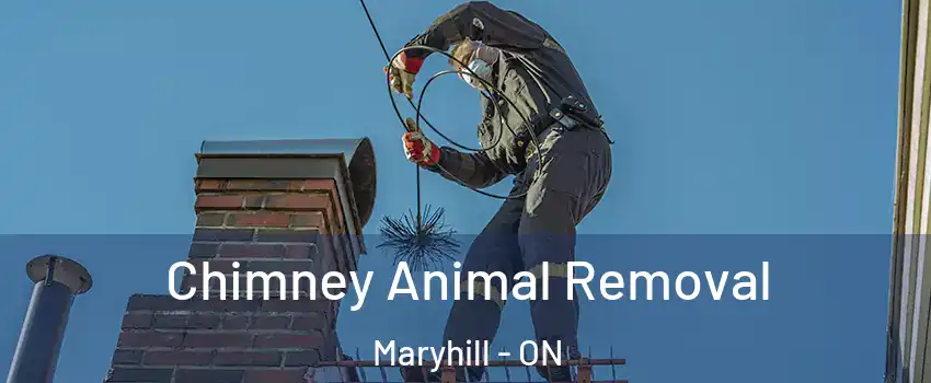 Chimney Animal Removal Maryhill - ON