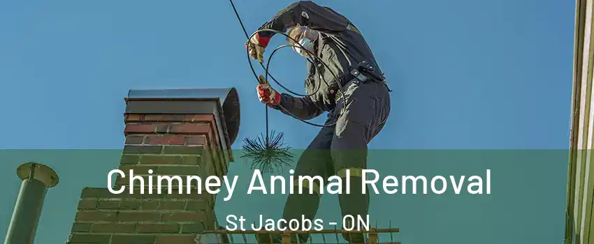 Chimney Animal Removal St Jacobs - ON