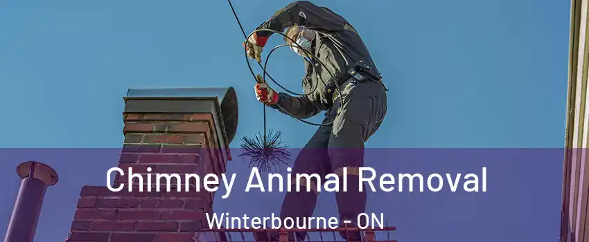 Chimney Animal Removal Winterbourne - ON