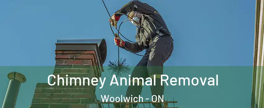 Chimney Animal Removal Woolwich - ON
